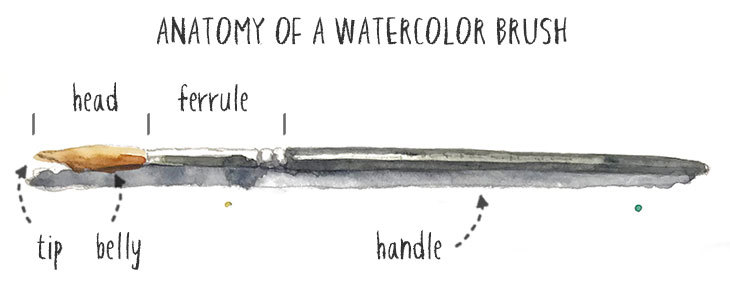 anatomy-of-a-watercolor-brush anatomy of a watercolor brush