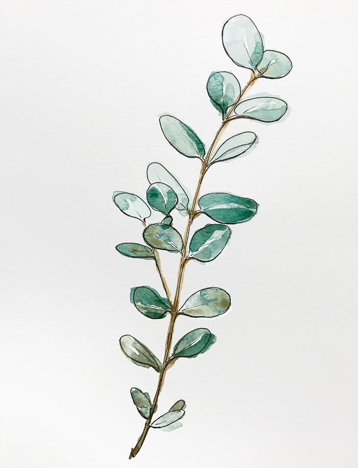beginners-line-and-wash-eucalyptus-branch Beginners Line and Wash Eucalyptus Branch