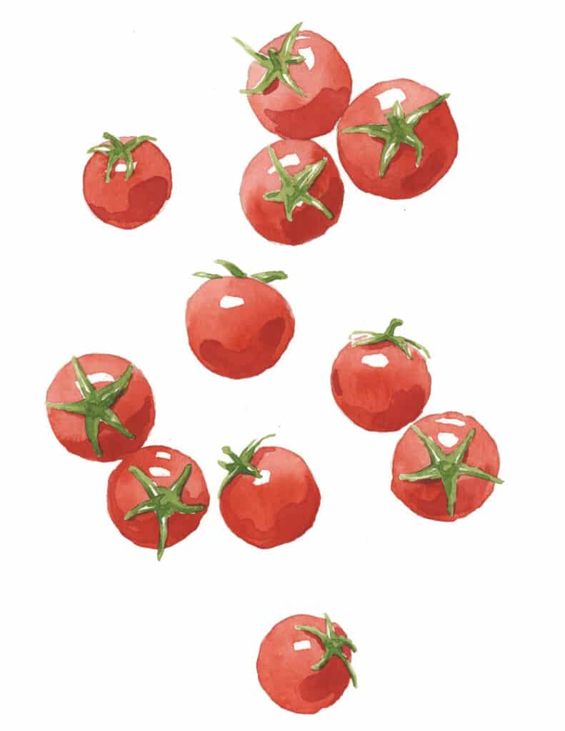 watercolor tomatoes