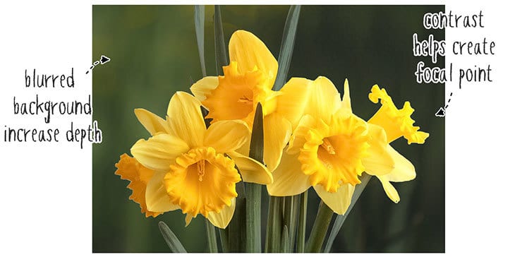 daffodils-reference-02