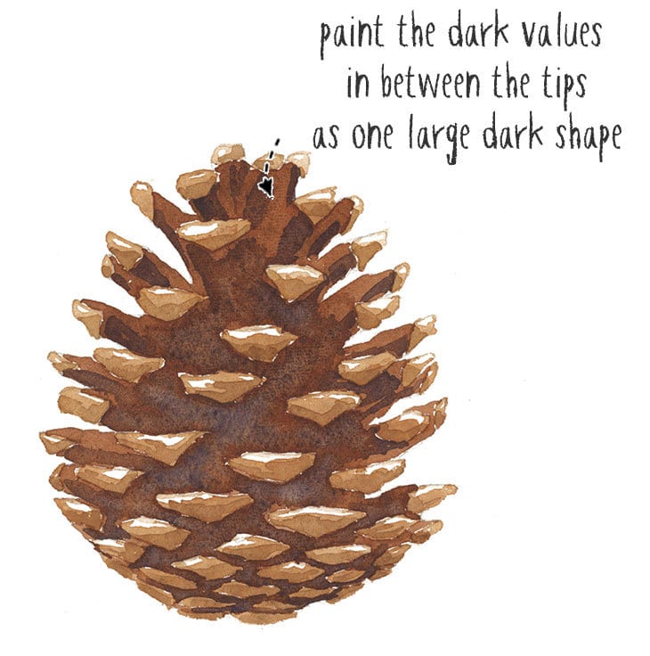 dark-values-of-pine-cones