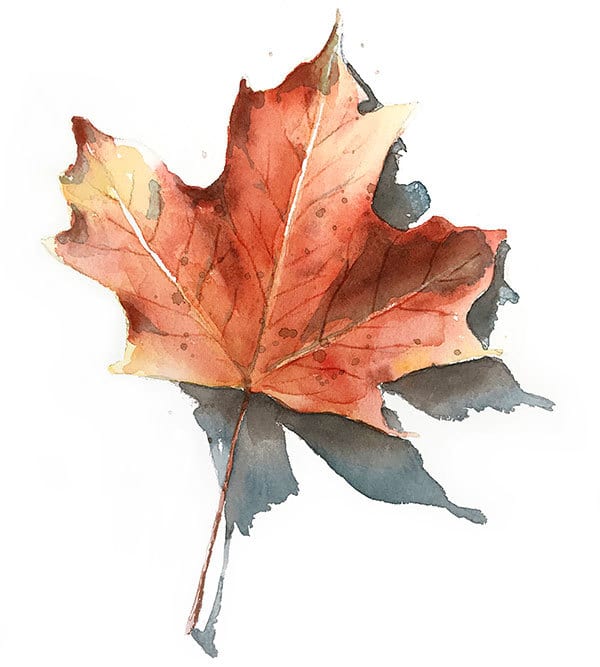 finished-realistic-watercolor-fall-leaf finished realistic watercolor fall leaf