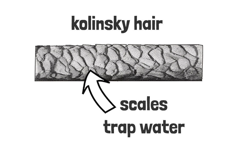 kolinsky hair close up
