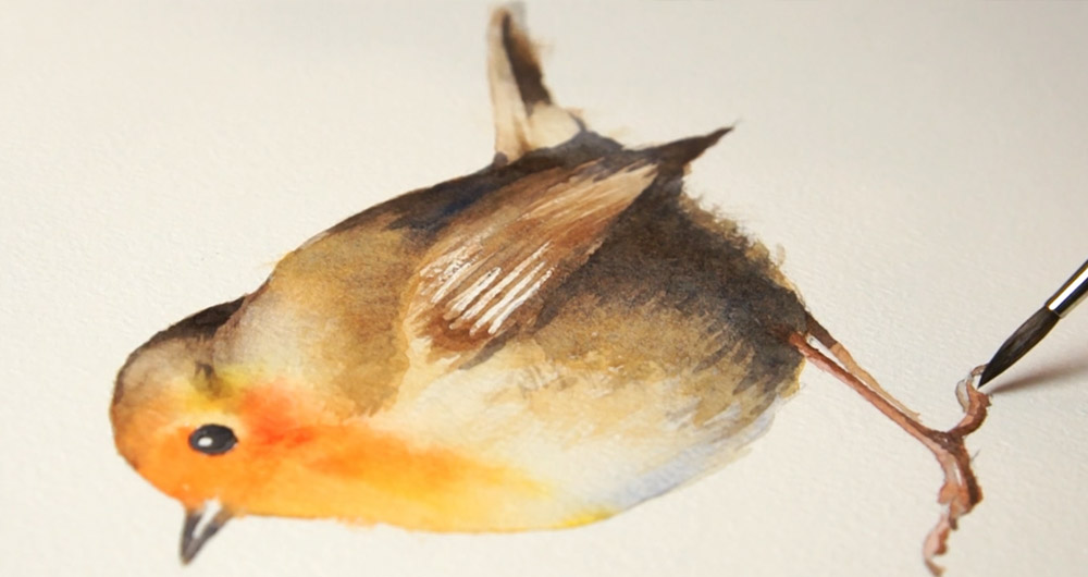 how to paint a robin in watercolor