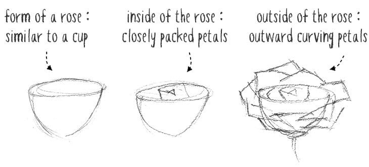 rose-anatomy-sketches rose anatomy sketches
