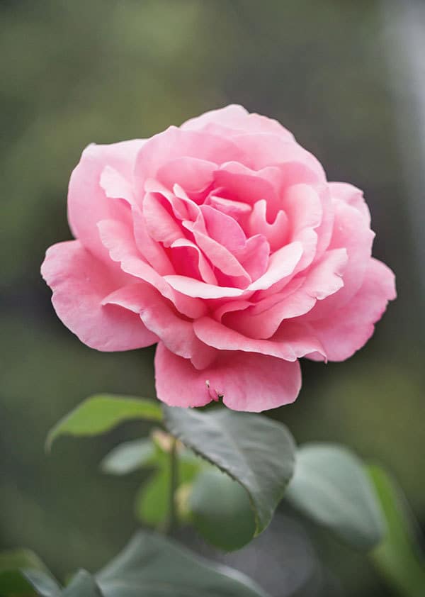 rose-reference-photo rose reference photo