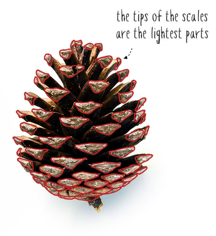 tips-of-cone-scales