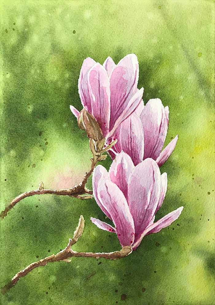 watercolor-magnolia-finished-painting watercolor magnolia flowers finished painting
