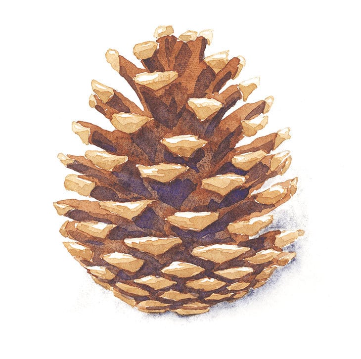 watercolor-pine-cone-painting-exercise watercolor pine cone painting exercise