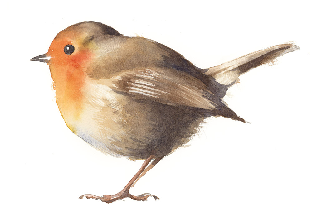 watercolor robin finished painting