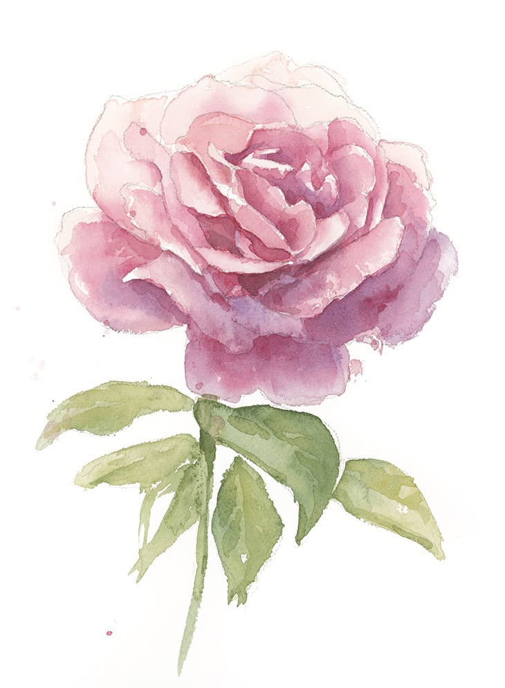 watercolor-rose-final-sm final watercolor rose painting