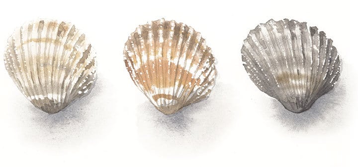 watercolor-seashells-painting watercolor seashells painting