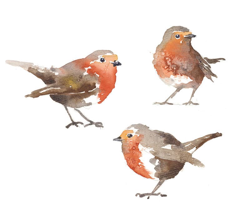 winter-red-robins-watercolor-sm winter red robins watercolor